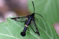 Synanthedon soffneri