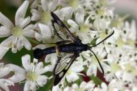 Synanthedon soffneri