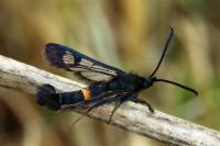 Synanthedon soffneri