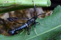 Synanthedon spheciformis