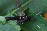 Synanthedon spheciformis