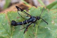 Synanthedon spuleri