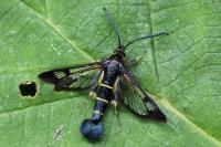 Synanthedon spuleri