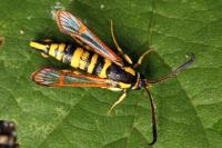 Synanthedon theryi