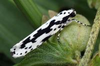 Ethmia pusiella
