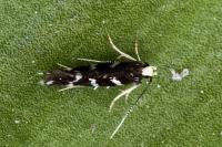 Oxypteryx wilkella