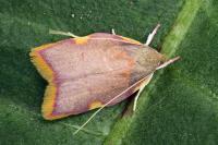 Carcina quercana