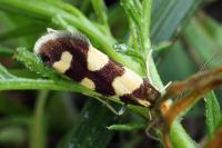 Lampronia rupella
