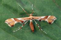 Cnaemidophorus rhododactylus