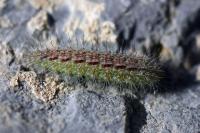 Oidaematophorus lithodactylus