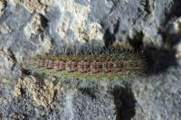 Oidaematophorus lithodactylus