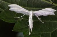 Pterophorus pentadactylus