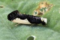 Monopis monachella