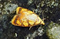 Acleris bergmanniana