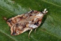 Acleris cristana