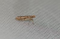 Ypsolopha ustella