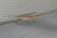 Ypsolopha mucronella