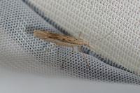 Ypsolopha mucronella