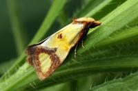 Agapeta zoegana