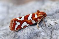 Aneuxanthis locupletana