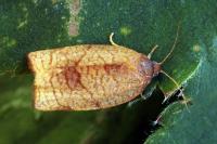 Cacoecimorpha pronubana