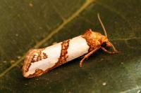 Eugnosta magnificana