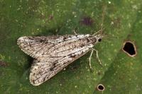 Exapate duratella