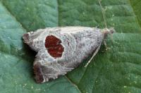 Notocelia uddmanniana