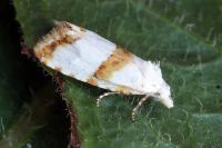 Phtheochroa purana
