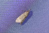 Diurnea fagella