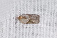 Acleris