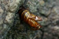 Sesia apiformis