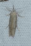 Pleurota bicostella