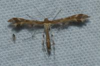 Oxyptilus