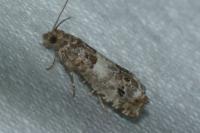 Notocelia