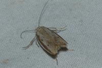 Pleurota bicostella