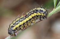 Heterogynis penella