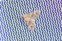 Alucita hexadactyla