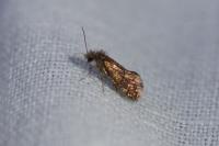 Dyseriocrania subpurpurella
