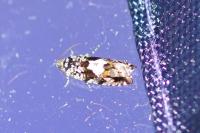 Pammene argyrana
