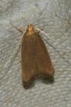 Eurodachtha pallicornella