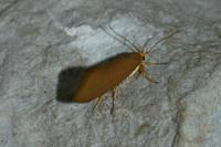 Crassa unitella