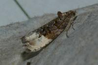 Hedya nubiferana