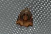 Archips podana