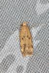 Pexicopia malvella