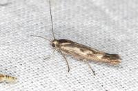 Scythris limbella