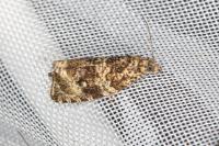 Celypha lacunana