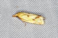 Agapeta hamana