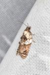 Acleris variegana