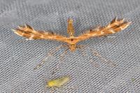 Oxyptilus